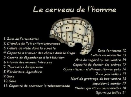 le cerveau d'un homme